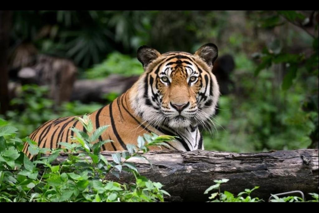 Case Study: How NTT DATA is Combating Wildlife Crime with the Smart, Real-Time System HAWK